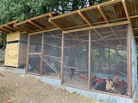 perkolators modern chicken estate  backyard chickens learn   raise chickens