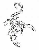Scorpion Scorpio Outline Drawings Flash Escorpion Sketches Metacharis Alacran Zodiac Tatuaje Scorpian Fc00 sketch template
