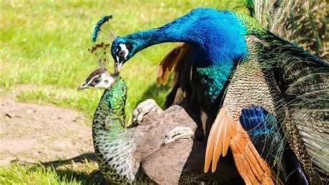 how do peacocks reproduce through tears says a rajasthan judge