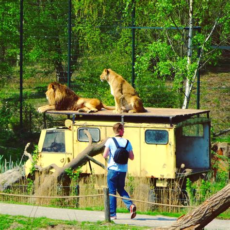 safari resort beekse bergen safaripark dieren leeuw leuk met kids