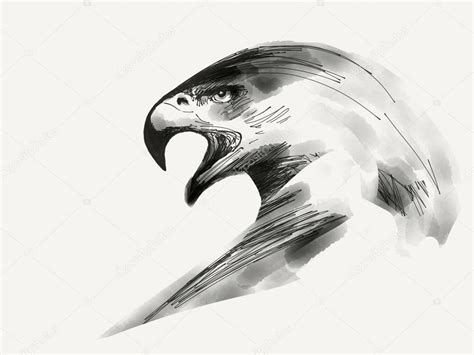 drawing  eagle head eagle head drawing stock photo