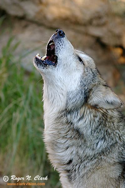 clarkvision photograph mexican grey wolf howling