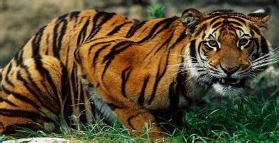 animal javan tiger