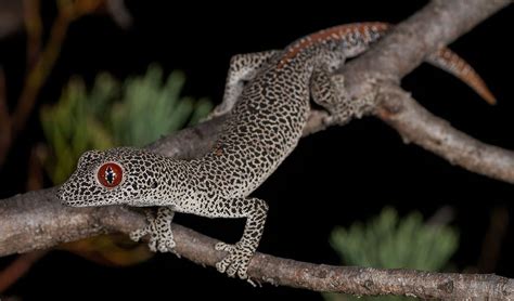 jewel eyed gecko   foul smelling secret australian geographic