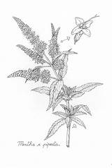 Peppermint Botanical sketch template