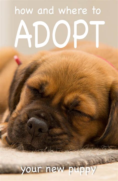 adopt  puppy   shelter  happy puppy site