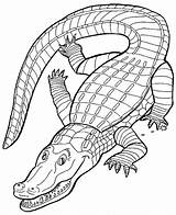 Coloring Pages Crocodile Color Print Drawing Reptile Animals Outline Sheet Animal Printable Clipart Town Popular Getdrawings Paintingvalley Library Coloringhome sketch template