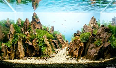 artists create mesmerizing miniature worlds    confines   fish tank huffpost