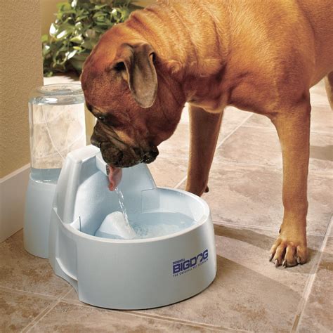petsafe drinkwell big dog fountain  oz dog fountain big dogs dog water bowls