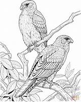 Coloring Falcon Pages Bird Realistic Tree Printable Birds Color Animal Print Gif Canary Animals Pdf Trees Kids sketch template