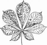 Chestnut Tree Clipart Leaf Cliparts Coloring Library Pages sketch template
