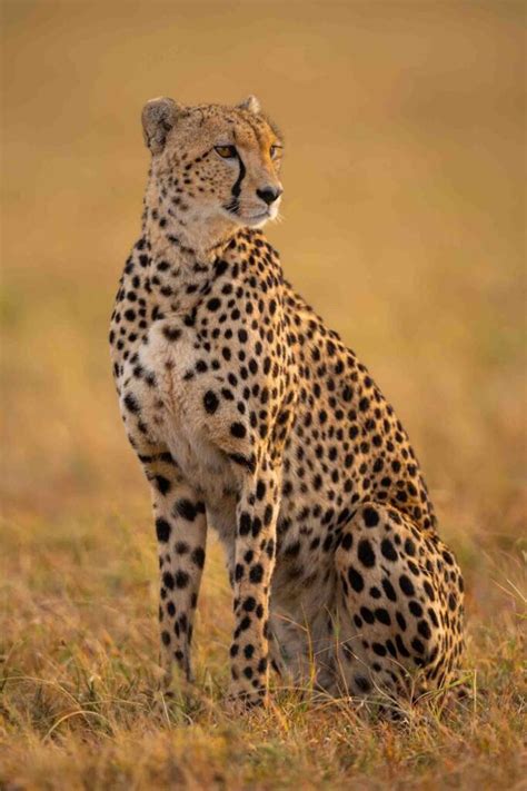 cheetah  namibia  india leopard  cheetah whats