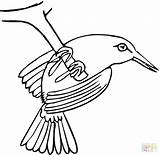 Coloring Pages Swallow Hummingbird Getcolorings Birds Printable Getdrawings Outline sketch template