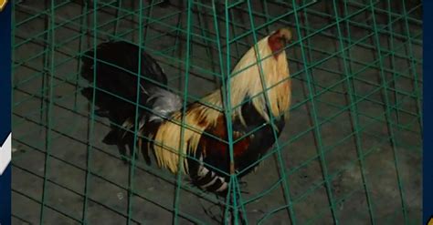 Police Discover More Than 100 Roosters In Cockfighting Ring Bust Rare