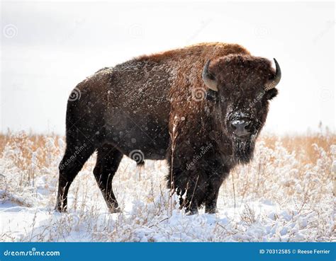 colorado bison stock image image  tail colorado snow