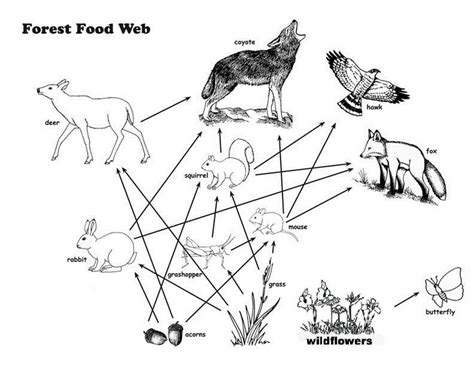 forest food web coloring page