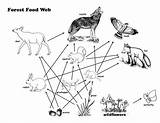 Coloring Food Web Forest Pages Chains Webs Preschool Children sketch template