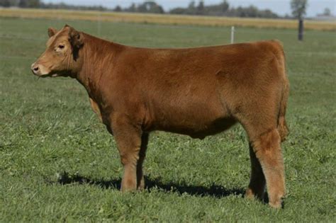 show cattle submited images