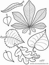 Blatt Malvorlage Dschungel Blätter Herbst Malvorlagen Coloring sketch template