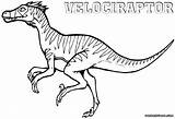 Velociraptor Coloring Pages Printable Raptor Colorings Color Print Getcolorings Getdrawings sketch template