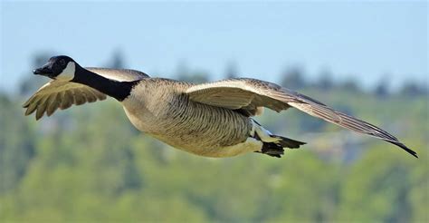 geese wallpapers fun animals wiki  pictures stories