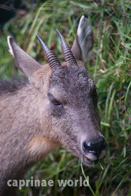 how to tell the sex of gorals by the horns ralfs wildlife and wild