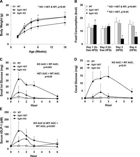 improved glycemic control  mice lacking sglt  sglt american journal  physiology