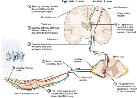 impulse conduction anatomy and physiology