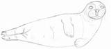 Zeichnen Seehund Robbe Robben Gezeichnet Skizzen Bleistiftskizze Habe Anderem Diese Zeichenkurs sketch template