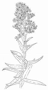 Goldenrod Solidago Drawing Flower Sempervirens Toadshade Seaside Paintingvalley Drawings Wildflower Farm sketch template