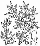 Blueberry Sketch Lowbush Blueberries Illustrated 1913 Britton Flora Usda Nrcs Database Northern Plants Brown sketch template