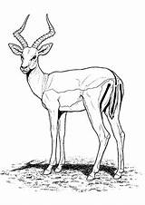 Coloring Antelope Pages Animals Printable Preschool sketch template