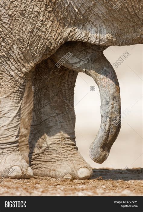 Elephant Penis Image And Photo Free Trial Bigstock