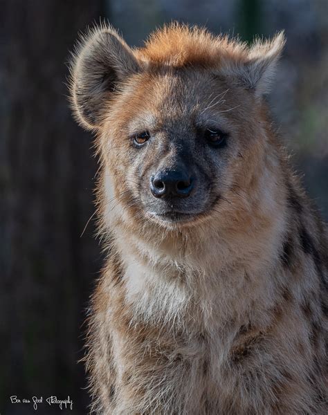 spotted hyena beekse bergen  van gool flickr