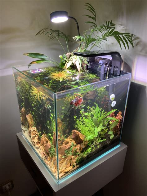 pin  aquascape aquarium