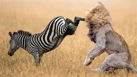 lion  zebra zebra wins lion  zebra incredible fighting     zebra