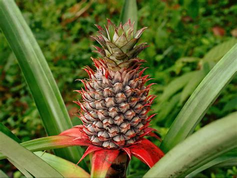 ananas comosus pineapple world  flowering plants