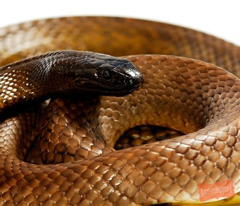 inland taipan fierce snake australia  worlds  venomous