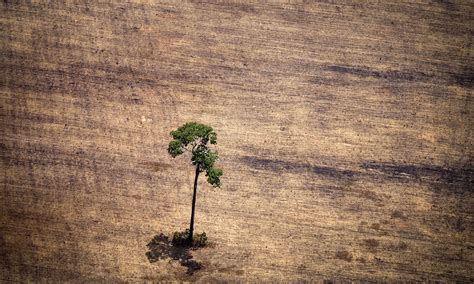 amazon deforestation picking  pace satellite data reveals environment  guardian