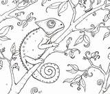 Chameleon Coloring Pages Color Rainforest Template Print Jungle Book Use sketch template