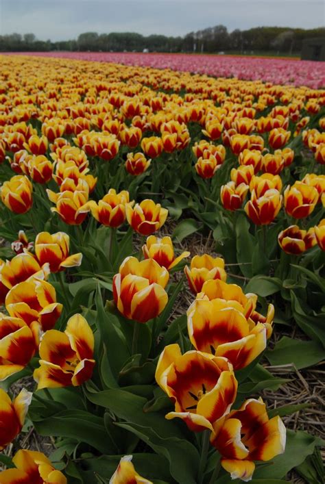 tulip fields  haarlem picture  jelle beetstra   tulips flower field tulip