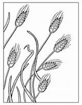 Wheat Coloring Pages Field Getdrawings Drawing Color Getcolorings sketch template
