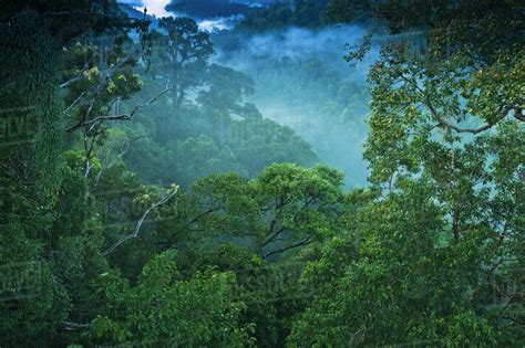 Jungle Scene On Canopy Walk At Ulu Temburong National Park Brunei