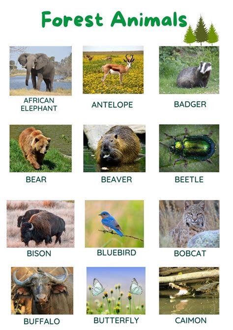 list  forest animals  pictures tpr teaching