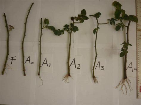 growth  root  stem cuttings  roses great age    weeks