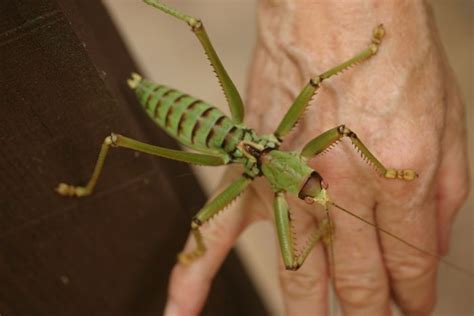 predatory bush cricket creatures wildlife