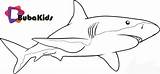 Sharks Bubakids sketch template