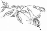 Pencil Fuchsia Drawing Flower sketch template