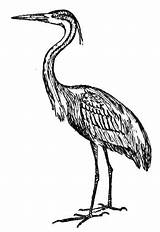 Heron Coloring Pages Bird sketch template