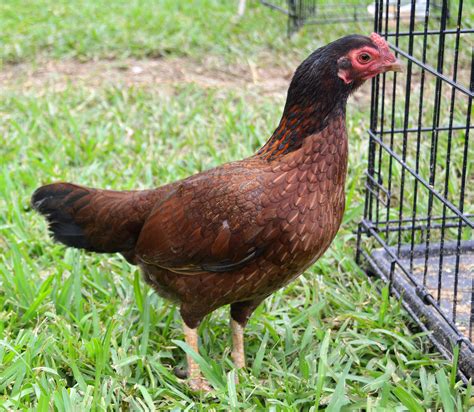 Black Breasted Red Aseel Asil Chickens Cackle Hatchery